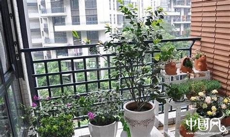 阳台植物风水|阳台植物风水有什么讲究？高人指导指导！